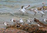 Sanderlings Landing_43085